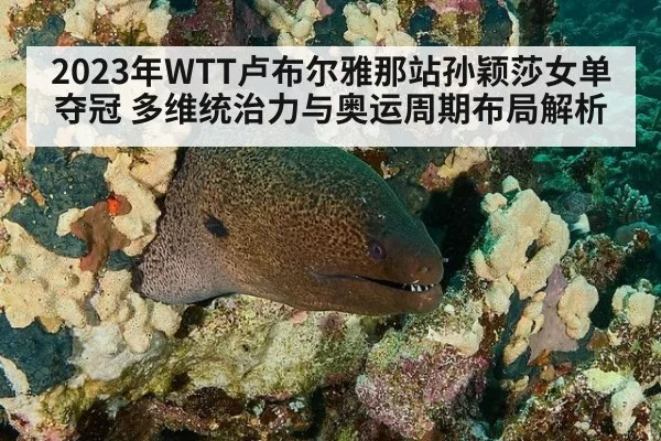 2023年WTT卢布尔雅那站孙颖莎女单夺冠 多维统治力与奥运周期布局解析